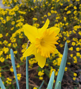 Yellow daffodil