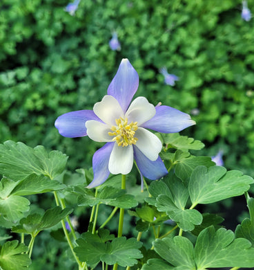 Aquilegia kirigami light blue and white