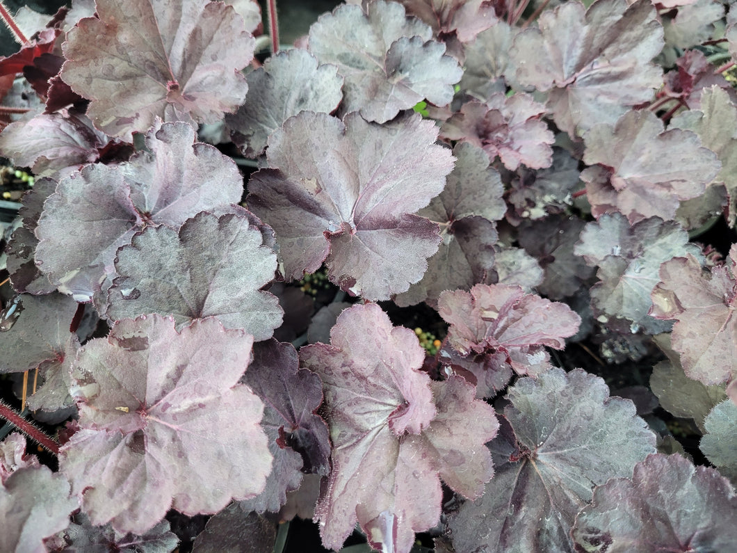 Heuchera, black forest cake