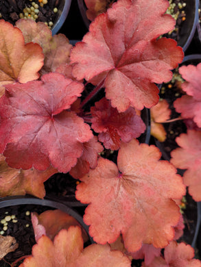 Heuchera, fire alarm