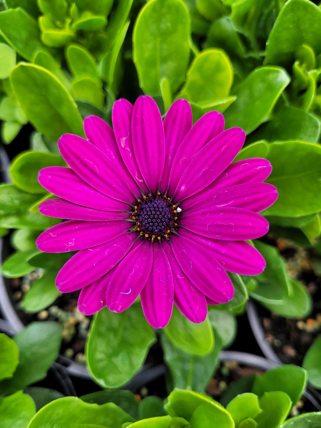 African daisy, Osteospermum serenity dark purple