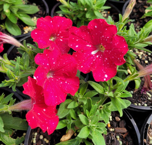 Petunia cherry sky