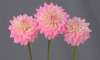 Dahlia margarita