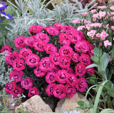 Carnation early love