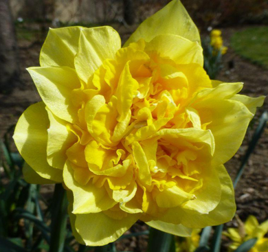 Double daffodil dick Wilden
