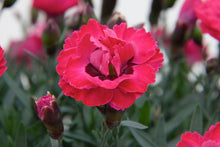 Load image into Gallery viewer, Carnation early love