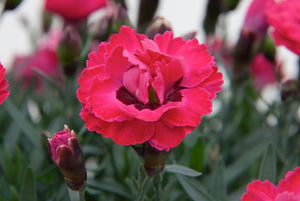 Carnation early love