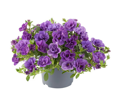 Calibrachoa can can Rosie’s blue