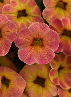 Calibrachoa cha cha diva apricot