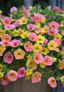 Calibrachoa cha cha diva apricot