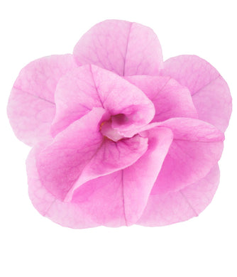 Calibrachoa can can Rosie’s pink