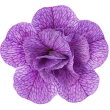 Load image into Gallery viewer, Calibrachoa can can Rosie’s blue