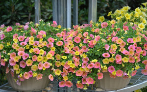 Calibrachoa cha cha diva apricot