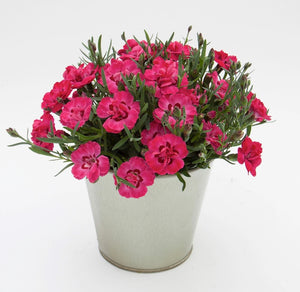 Carnation early love