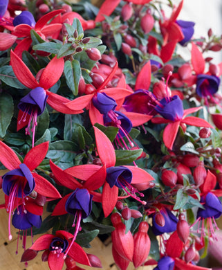 Fuchsia Bella Sacha