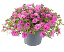 Load image into Gallery viewer, Calibrachoa can can Rosie’s pink