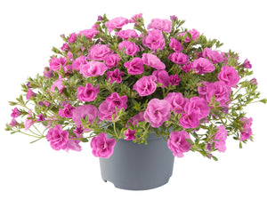 Calibrachoa can can Rosie’s pink