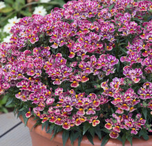 Load image into Gallery viewer, Nemesia tutti frutti