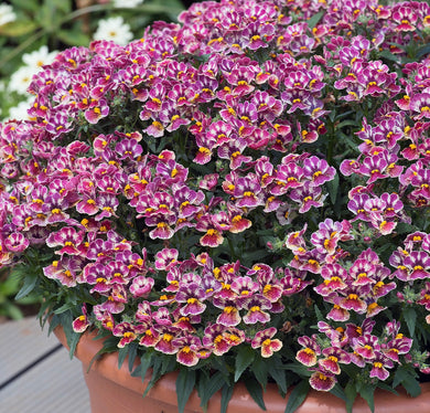 Nemesia tutti frutti