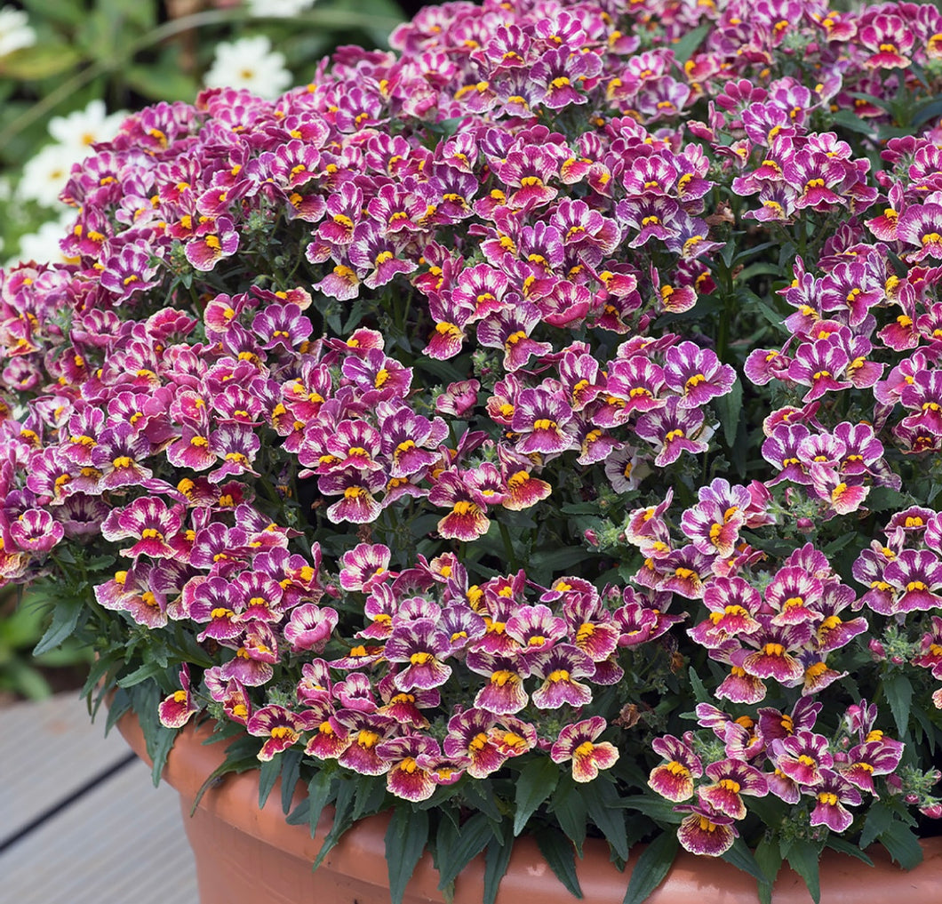 Nemesia tutti frutti