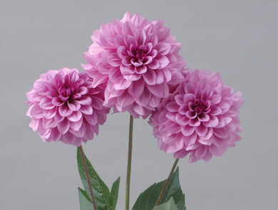 Dahlia moonstone