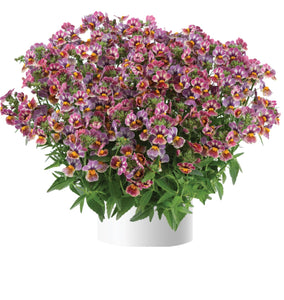 Nemesia tutti frutti