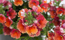 Load image into Gallery viewer, Nemesia nesia tropical