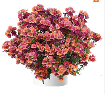 Load image into Gallery viewer, Nemesia nesia tropical