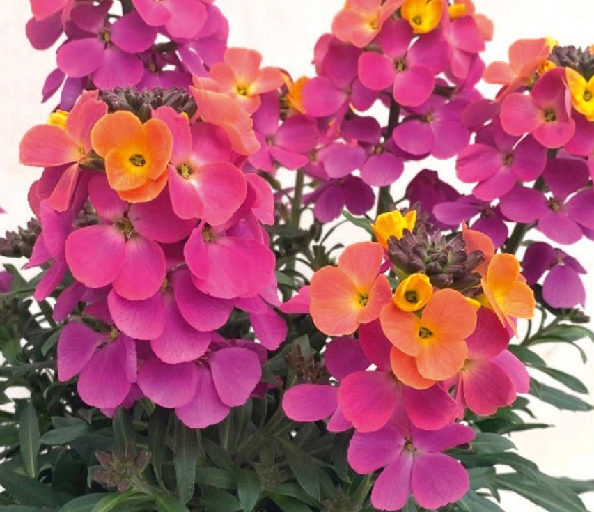 Erysimum bright side fuchsia glow