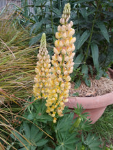 Load image into Gallery viewer, Russell Lupin, dwarf