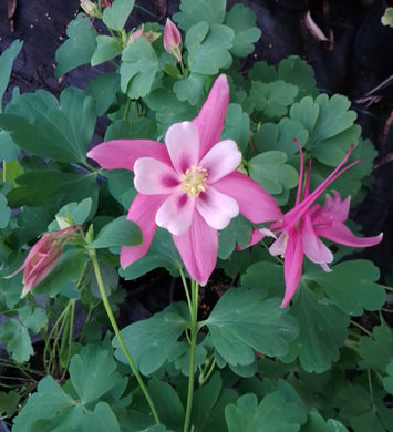 Aquilegia kirigami rose and pink