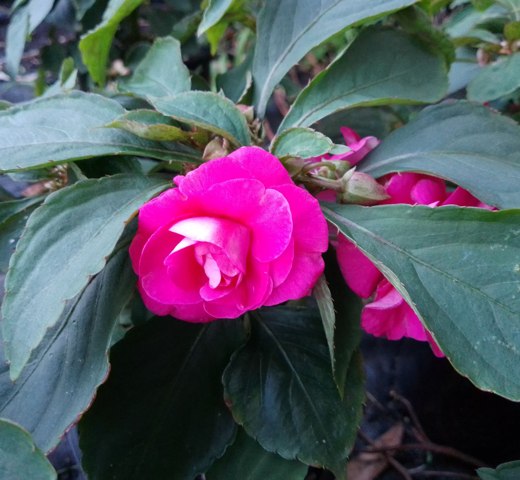 Impatiens double glimmer, hot pink