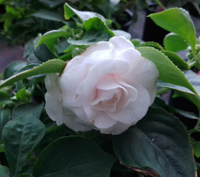 Impatiens double glimmer, white