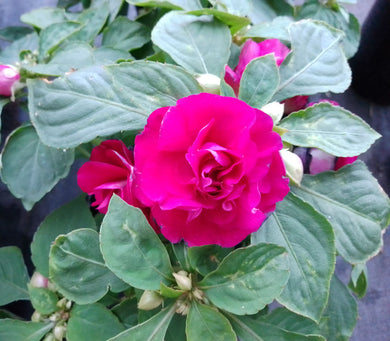 Impatiens double glimmer, burgundy