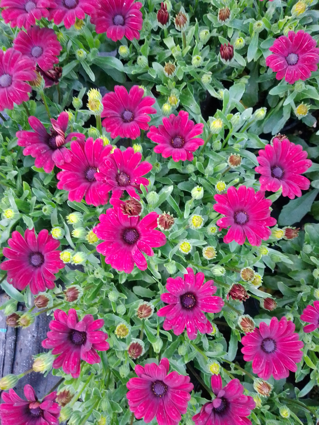 African daisy serenity red