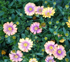 African daisy blushing beauty