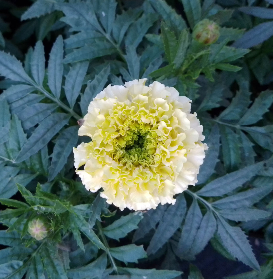 Marigold, white gold max