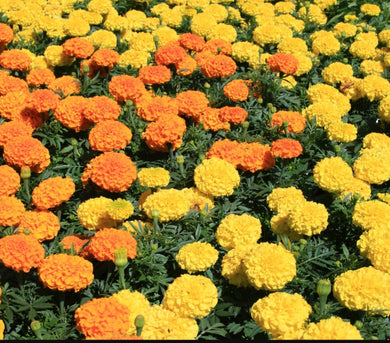 Marigold antigua mix