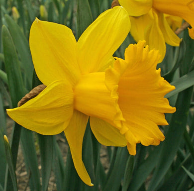 Daffodil Vincent Van Gough