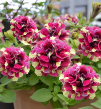 Load image into Gallery viewer, Petunia lemon berry