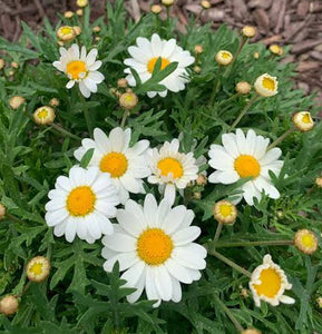 Argyranthemum madeira white