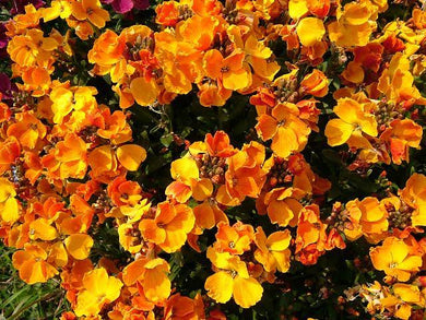 Wallflower sugar rush orange