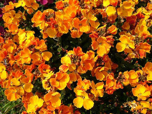 Wallflower sugar rush orange