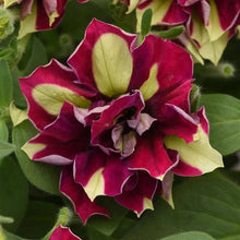 Load image into Gallery viewer, Petunia lemon berry