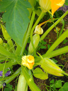 Zucchini, lebanese