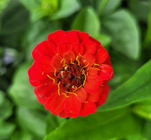 Load image into Gallery viewer, Zinnia, lilliput mix