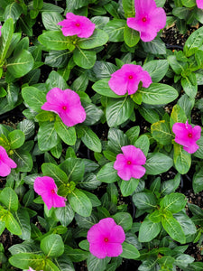 Vinca, mixed colours