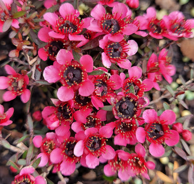 Leptospermum scoparium kiwi