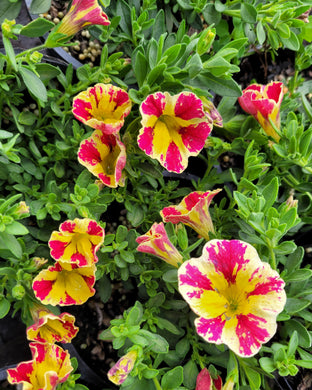 Calibrachoa abstract guava