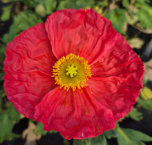 Load image into Gallery viewer, Poppy, Iceland